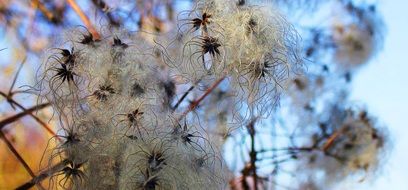 unique Plant