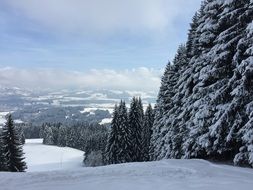 Winter snow pine trees Landscape Mountains Snow