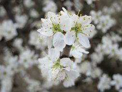 branch with white flowers close-up