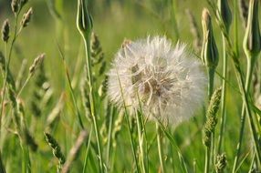 dandelion among green ears