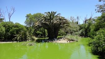 green water in the pond