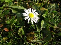 daisy flower in the garden