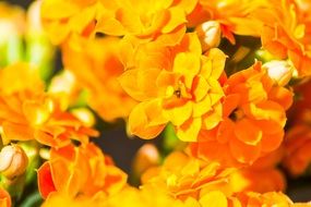 closeup of orange flowers