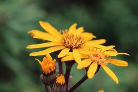 yellow flowers on a blurry green background