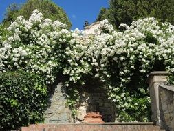 White Roses in a garden