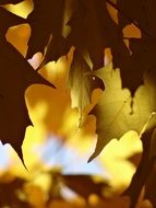 view among yellow leaves
