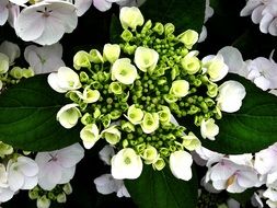 hydrangea bloom like a bouquet