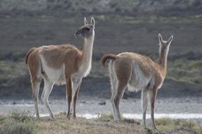 animals stand on the lake
