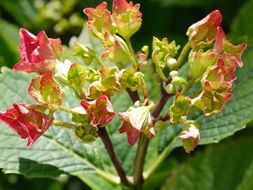 Natural Hydrangea flowers