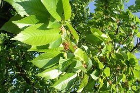 glitter of green leaves in the sun