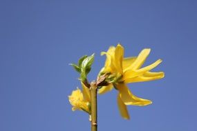 unusual yellow flower on a background of blue sky