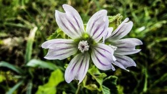 amazing Cyprus Ayia Napa Flower