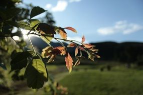 autumn tree branch with foliage closeup