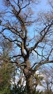 big tree without leaves on a sunny day