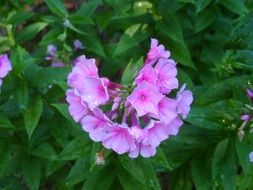 pink flowers on a bush in the garden