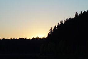 Forest at the sunset