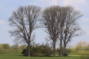 Mistletoe on Trees at Spring