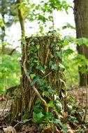 Tree-Trunk Vines Leaf Nature