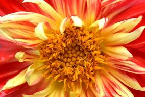 Flower Nature Dahlia Yellow Red macro scene