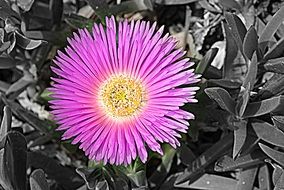 purple flower with pointed petals as a daisy