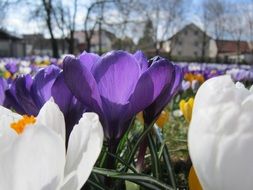 incredible beauty Crocus Spring flower