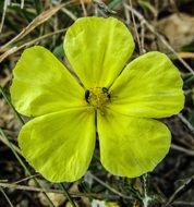 Cyprus ayia napa flower