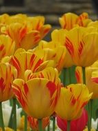 Colorful tulips in spring