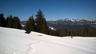 Snow on a forestry mountain
