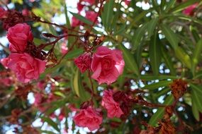 Flower Green Pink