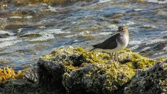 wild stint in nature