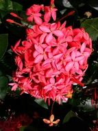 cute flower cluster in the garden