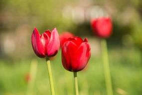 red tulips in spring season