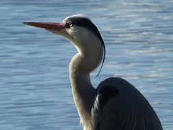 heron against the background of water