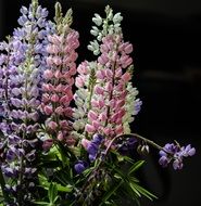 wild lupine flowers