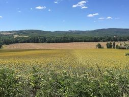 panorama of farmland on a sunny day