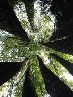 upward view of Maples Trees