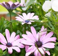 light purple daisies close-up