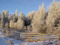 fence near trees in winter