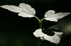 Nature Sunlight Leaves