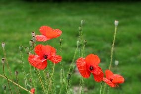 red poppys in bloom