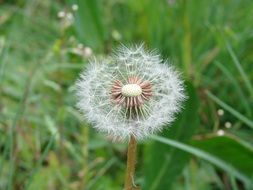 dandelion summer