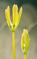 two unusual wildflowers on a blurry background