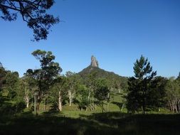 pine forest in front of Glasshouse Mountains, australia, Queensland