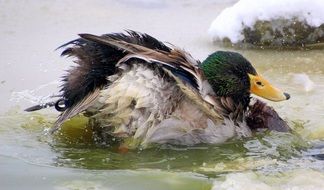 mallard male in the artificial pond