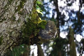 green moss on tree bark