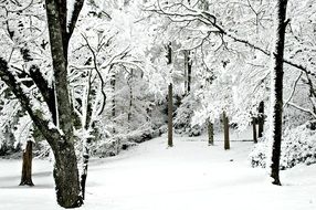 snowy winter on trees