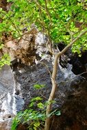 Log Plant Nature