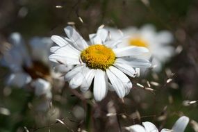 daisies in white petals close-up