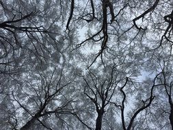 black and white photo of tree crown