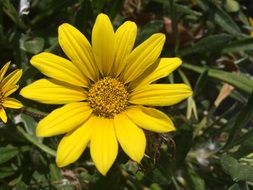 Yellow Flower blossom plant